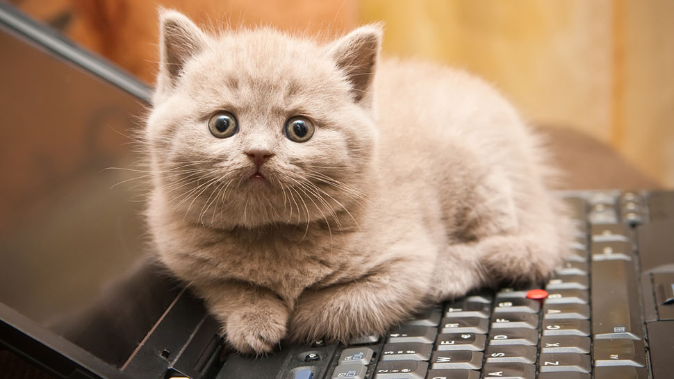 Кошка тоже хочет сделать свой вебсайт